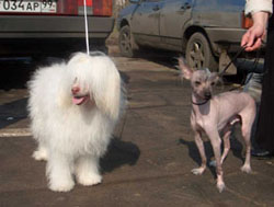 Китайские хохлатые собаки голая и пуховая