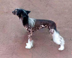 Китайская голая хохлатая собака Стася