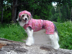 Китайская хохлатая собака в летнем костюмчике с кепочкой