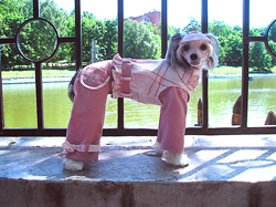 Китайская хохлатая собака в летнем костюмчике 